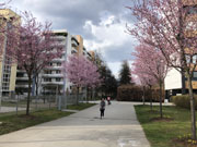 Kirschblütenallee in Neuperlach (Foto: Martin Schmitz)